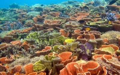 10 Paket Wisata Karimunjawa untuk 2 Orang